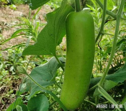 如何获得动作吃瓜,轻松掌握动作捕捉技术，开启虚拟现实新体验