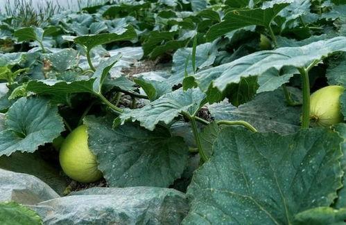 吃脆瓜的危害,揭秘吃脆瓜可能带来的危害 第2张 吃脆瓜的危害,揭秘吃脆瓜可能带来的危害 第2张