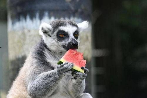 最会吃瓜的动物,揭秘动物界的“美食家”  第3张