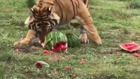 带你吃瓜老虎,带你领略“吃瓜老虎”的独特魅力 第2张 带你吃瓜老虎,带你领略“吃瓜老虎”的独特魅力 第2张