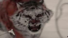 带你吃瓜老虎,带你领略“吃瓜老虎”的独特魅力 第3张 带你吃瓜老虎,带你领略“吃瓜老虎”的独特魅力 第3张