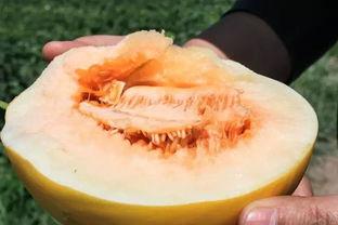 吃蜜瓜有点甜,尽享夏日清新 第2张 吃蜜瓜有点甜,尽享夏日清新 第2张