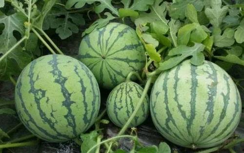 cgg吃瓜黑料 第2张 cgg吃瓜黑料 第2张