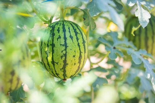 常用吃瓜地址,一网打尽全网热门事件  第3张