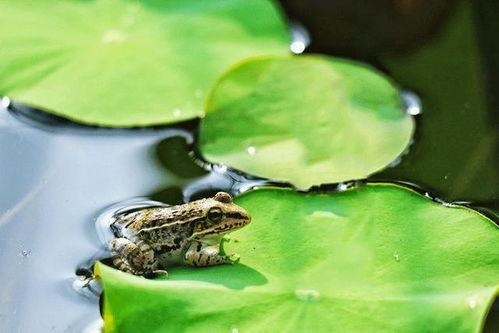 吃的大鼻子瓜图片 第2张 吃的大鼻子瓜图片 第2张