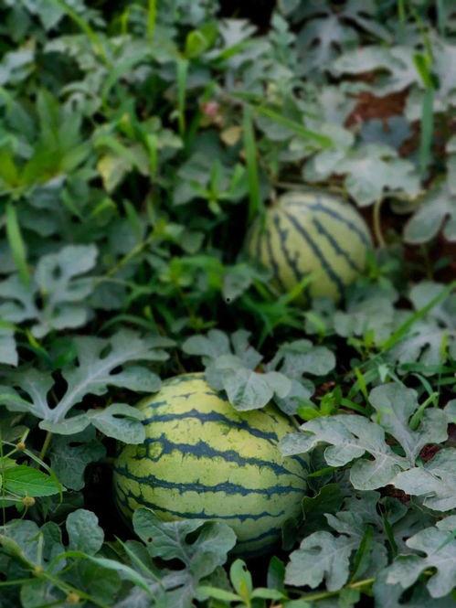 乡村吃瓜照片 第2张 乡村吃瓜照片 第2张