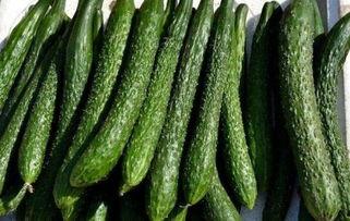 吃丰收瓜会减肥吗,揭秘天然减肥新选择