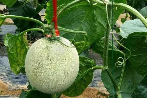 吃瓜的超话,超话里的喜怒哀乐  第2张