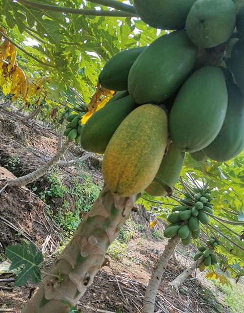 到处吃瓜2003  第2张