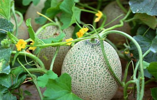 苏宝珠吃瓜系统,揭秘娱乐圈幕后风云  第2张