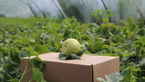 吃瓜不吐籽吃梨不削皮,尽享瓜梨之乐 第2张 吃瓜不吐籽吃梨不削皮,尽享瓜梨之乐 第2张