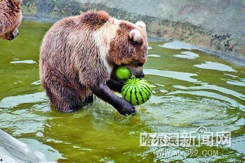 动物园吃瓜动物,揭秘动物们的悠闲生活
