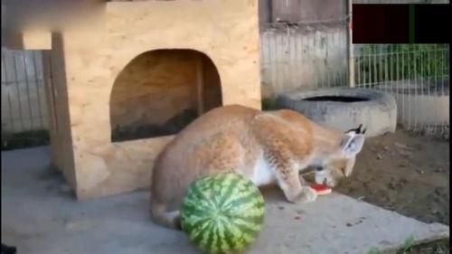 动物园吃瓜动物,揭秘动物们的悠闲生活  第2张