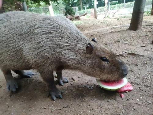 动物园吃瓜动物,揭秘动物们的悠闲生活  第3张