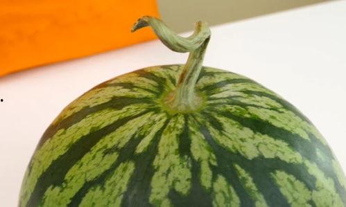 瓜不熟别吃,适时而食——瓜不熟别吃的智慧  第2张