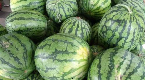 瓜不熟别吃,适时而食——瓜不熟别吃的智慧  第3张