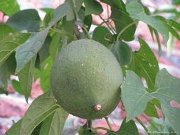 杨咩咩吃瓜,揭秘娱乐圈幕后故事  第3张