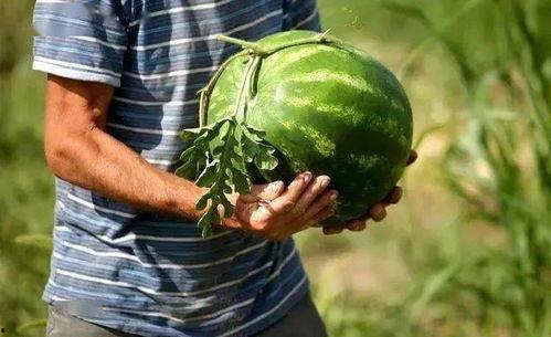 掌瓜可以吃,解锁美味新选择  第3张