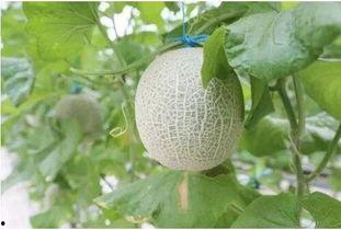 吃蜜瓜引起尿道炎,揭秘吃蜜瓜引发尿道炎的惊人真相  第3张