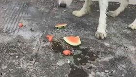 狗狗在吃瓜