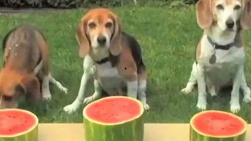 狗狗在吃瓜  第2张