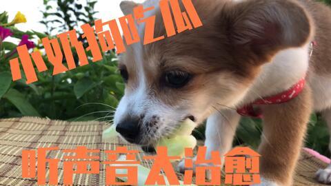 狗狗在吃瓜  第3张