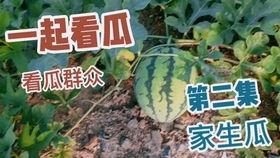 吃大瓜真香,网络热词背后的文化现象