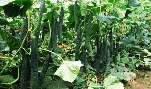 立夏吃瓜啥意思,探寻传统习俗中的美食智慧 第3张 立夏吃瓜啥意思,探寻传统习俗中的美食智慧 第3张