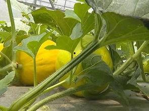 地瓜花吃瓜,甜蜜瓜果满园  第2张