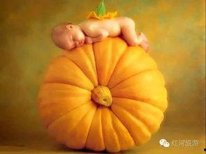 地瓜花吃瓜,甜蜜瓜果满园  第3张