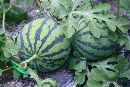 全国吃瓜网,揭秘娱乐圈幕后故事，带你领略娱乐风云变幻  第2张