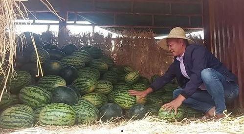 卖西瓜群众吃瓜,共享丰收喜悦