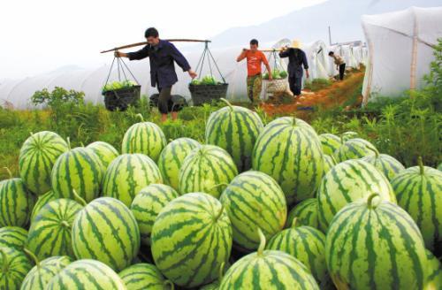 卖西瓜群众吃瓜,共享丰收喜悦  第2张