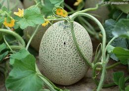 哈密瓜叶藤能炒着吃吗,意想不到的炒菜新宠