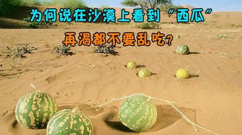 吃瓜后很渴,畅饮解渴——夏日消暑新体验 第3张 吃瓜后很渴,畅饮解渴——夏日消暑新体验 第3张