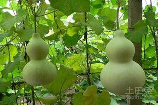 葫芦瓜哪种可以吃,葫芦瓜的食用品种大盘点