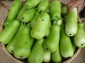 葫芦瓜哪种可以吃,葫芦瓜的食用品种大盘点  第3张